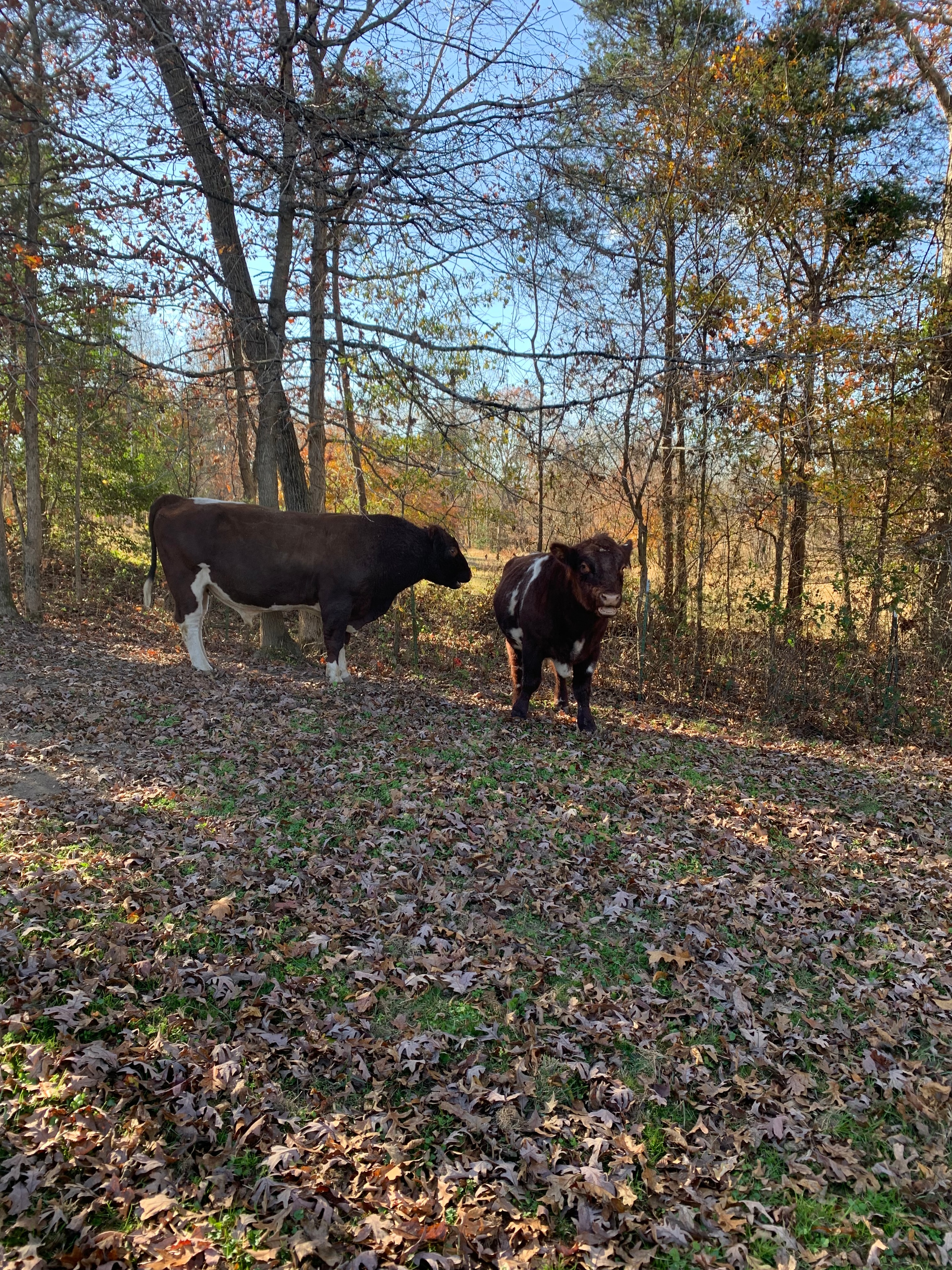 Will, founder of Bridle Path Ranch, with his registered cattle