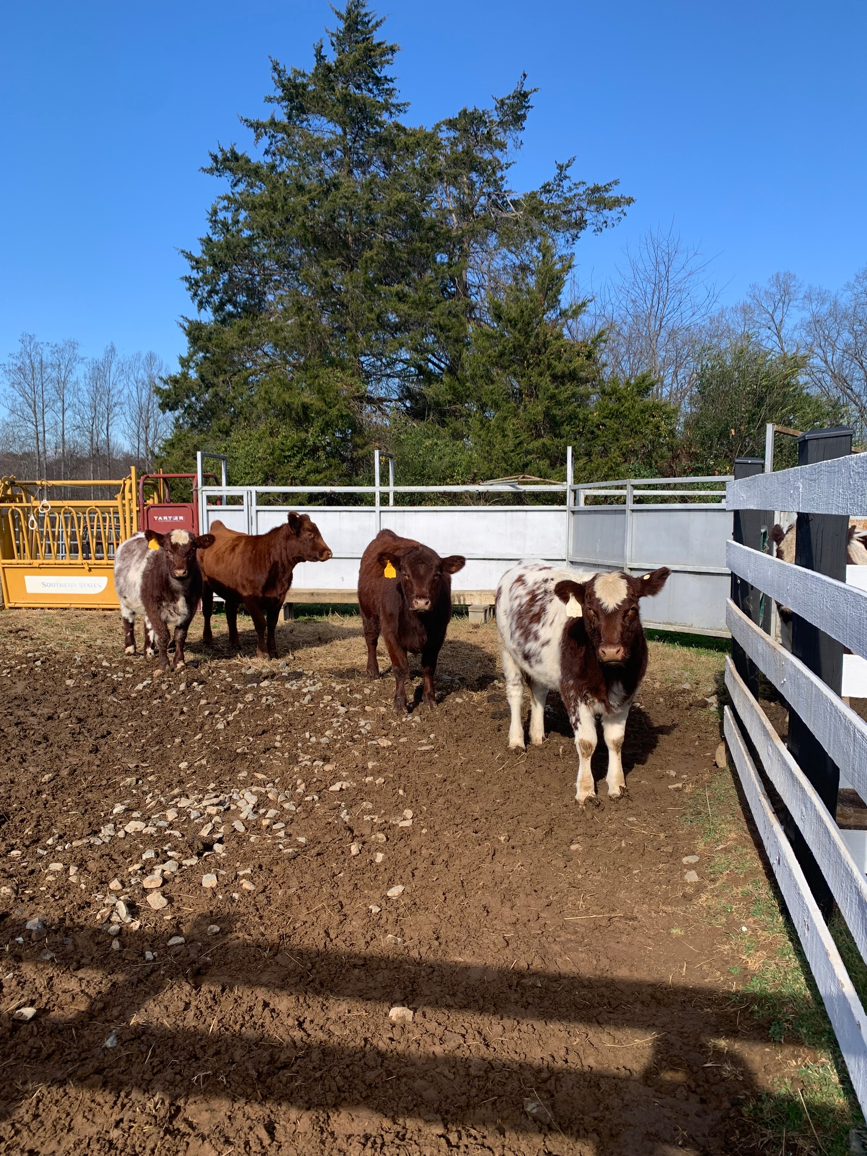 Registered Shorthorn calves at Bridle Path Ranch corral