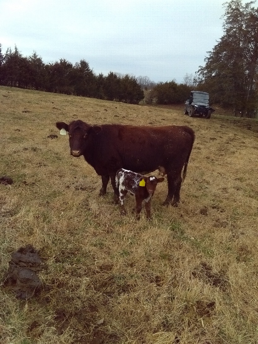 Shorthorn cow with newborn calf at Bridle Path Ranch