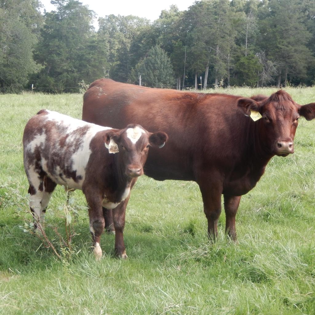 Spring 2026 heifer calves at Bridle Path Ranch