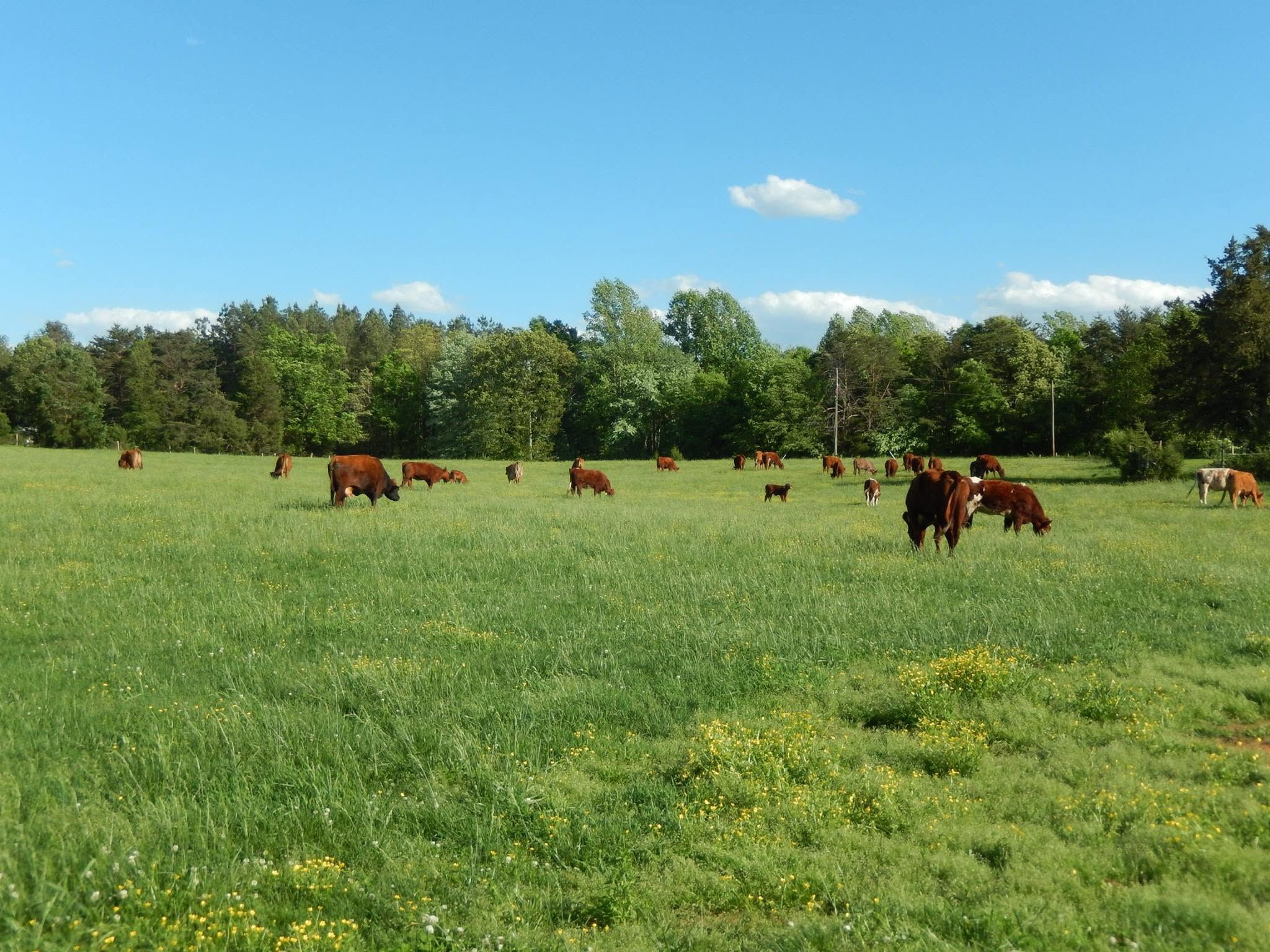 Herd of registered cattle in summer pasture with trees