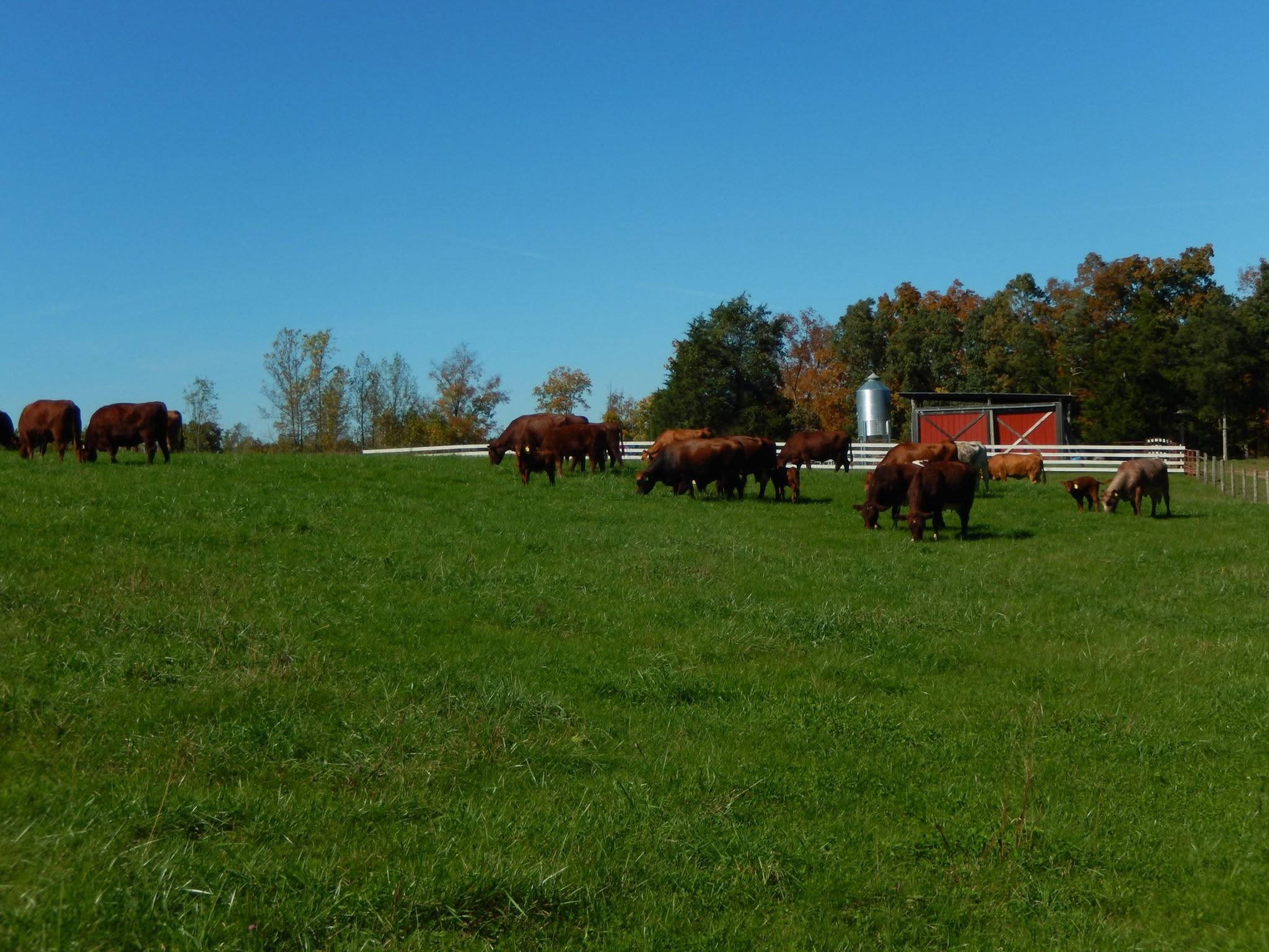 Cattle grazing near red barn and silo at Bridle Path Ranch
