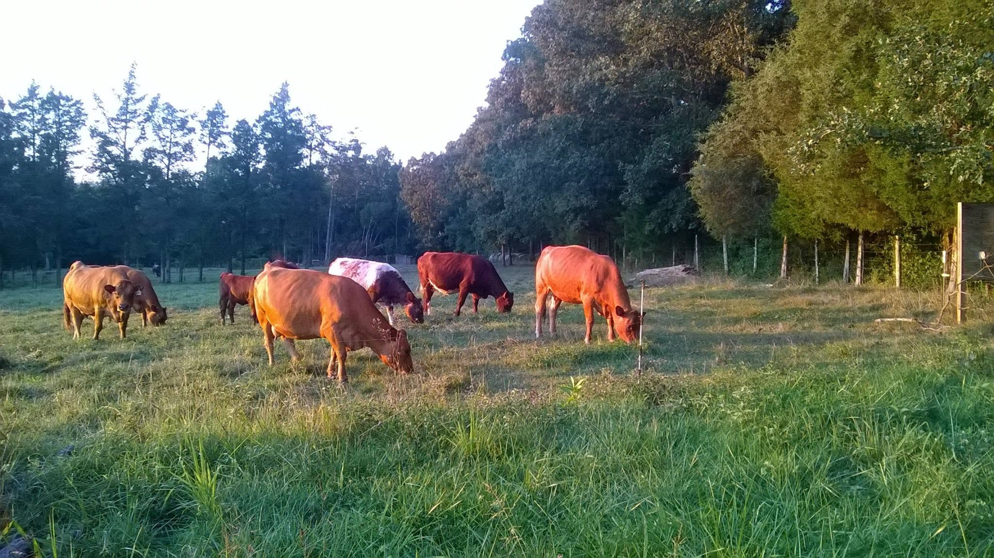 Registered cattle grazing at dusk in Virginia pasture