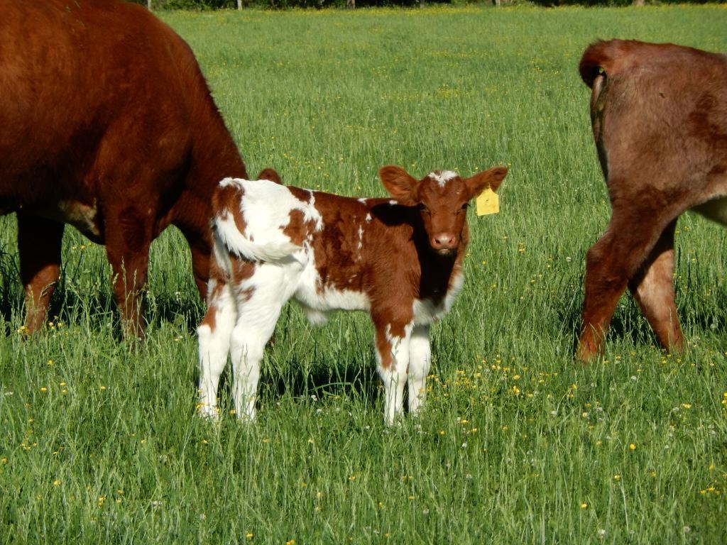 Young Shorthorn calf standing in green pasture at Bridle Path Ranch