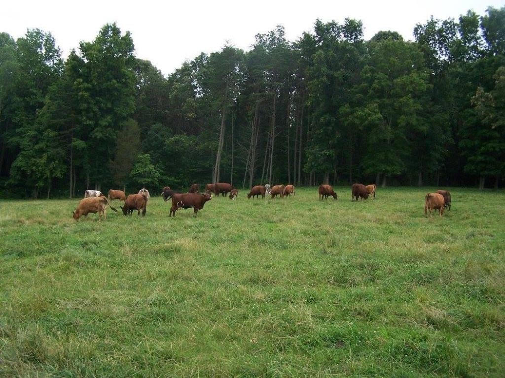 Bridle Path Ranch herd in pasture