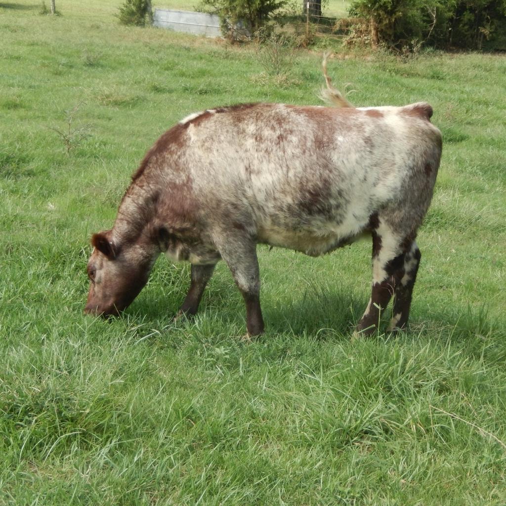 Ruby grazing in the pasture at Bridle Path Ranch
