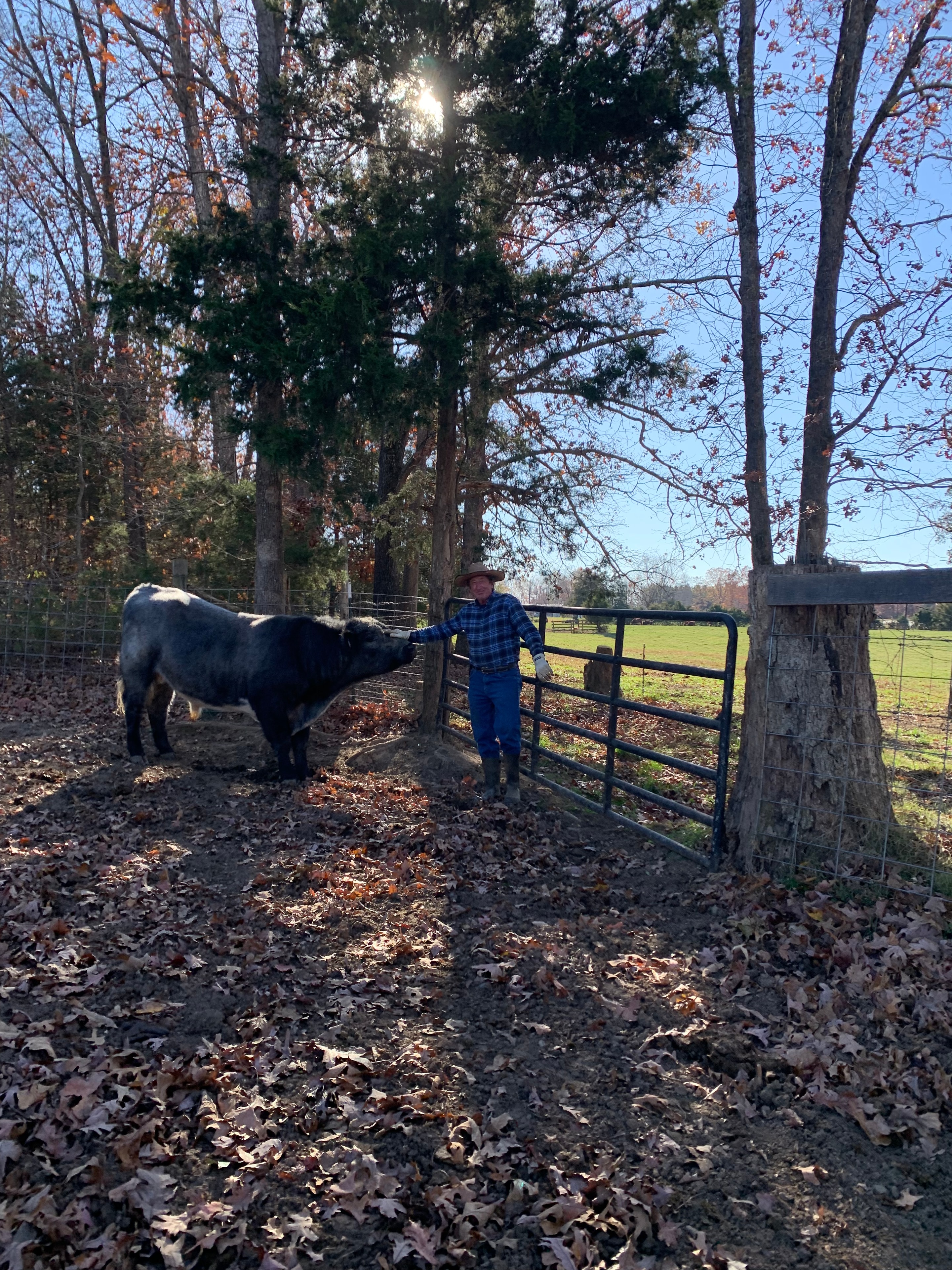 Shorthorn cattle in the woods at Bridle Path Ranch