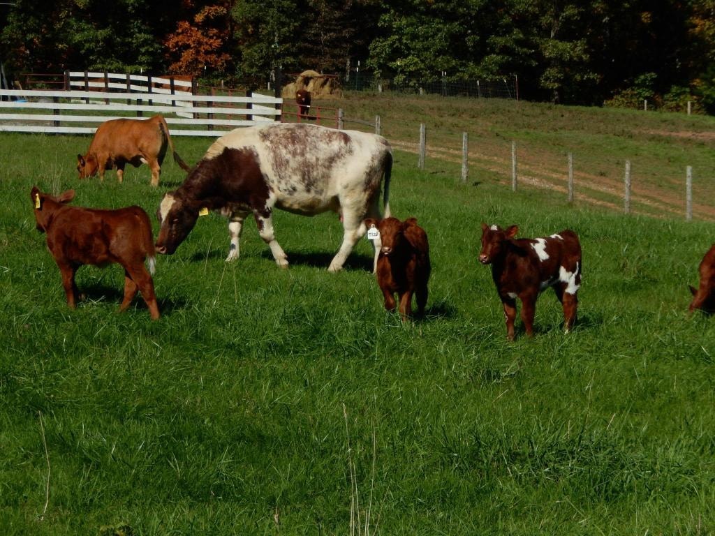 Bridle Path Ranch cattle at show