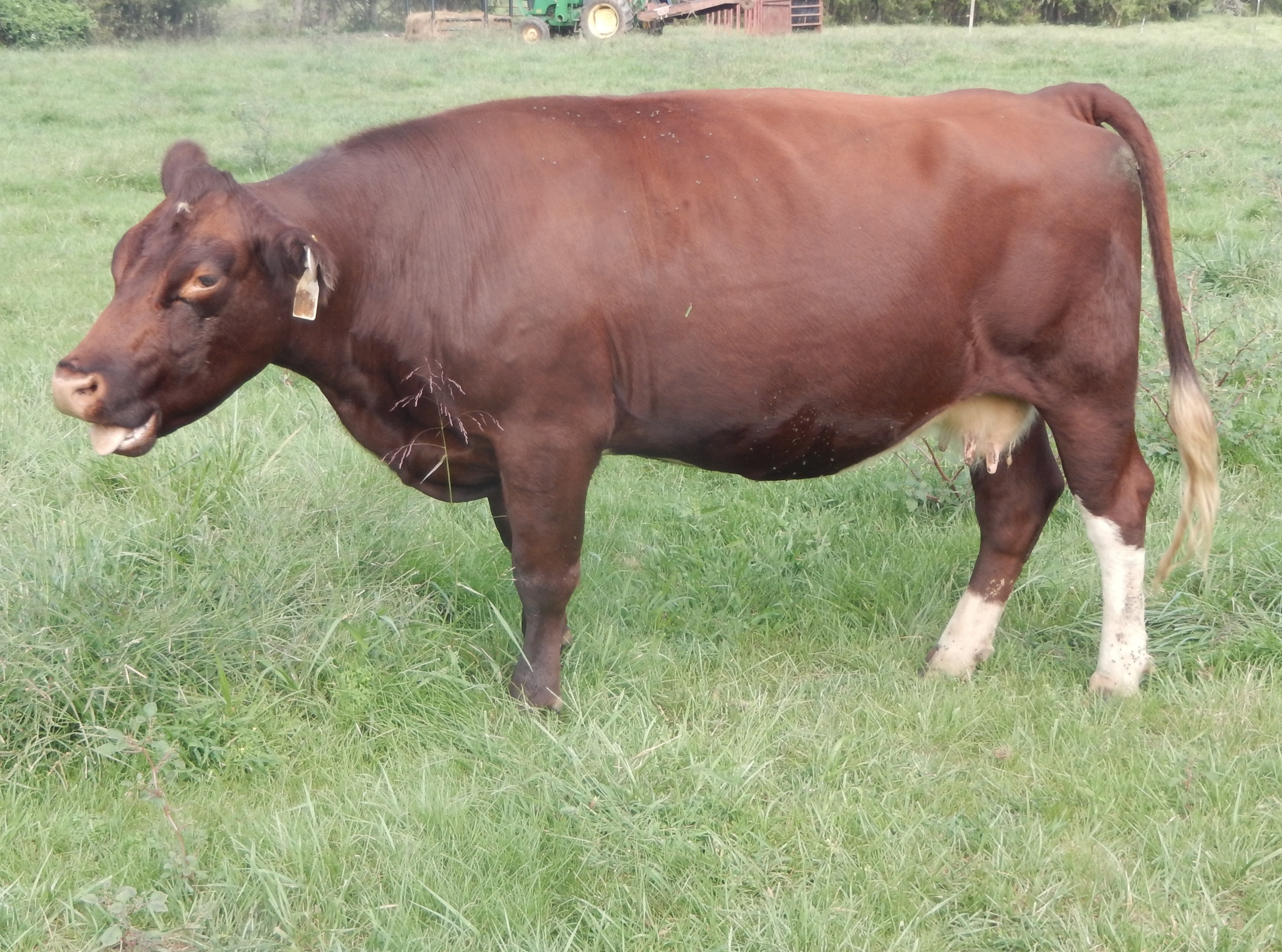 Meet Ruby: An Elite Cornerstone of Shorthorn Excellence