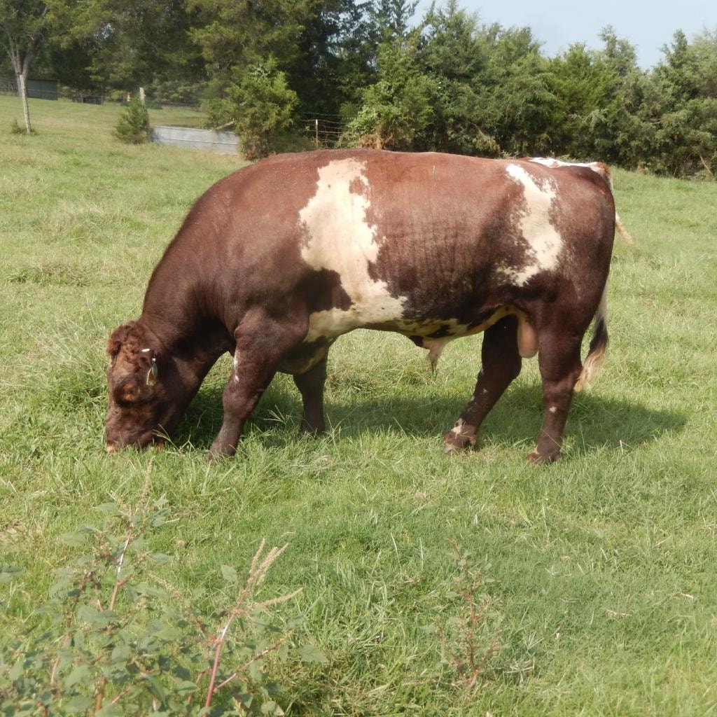 Bruno — Bridle Path Ranch Herd Sire