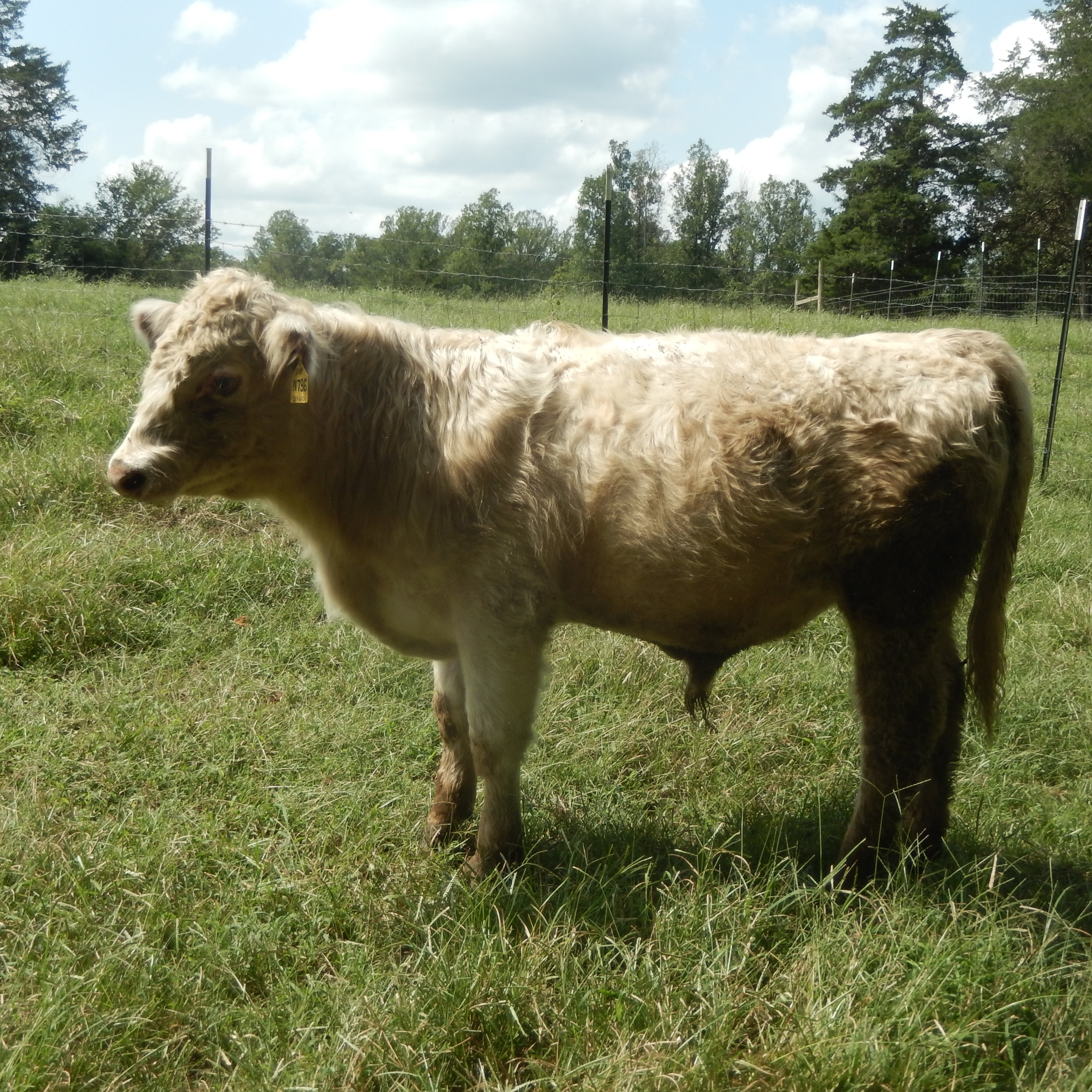 QUAKER | Elite Purebred Shorthorn Bull